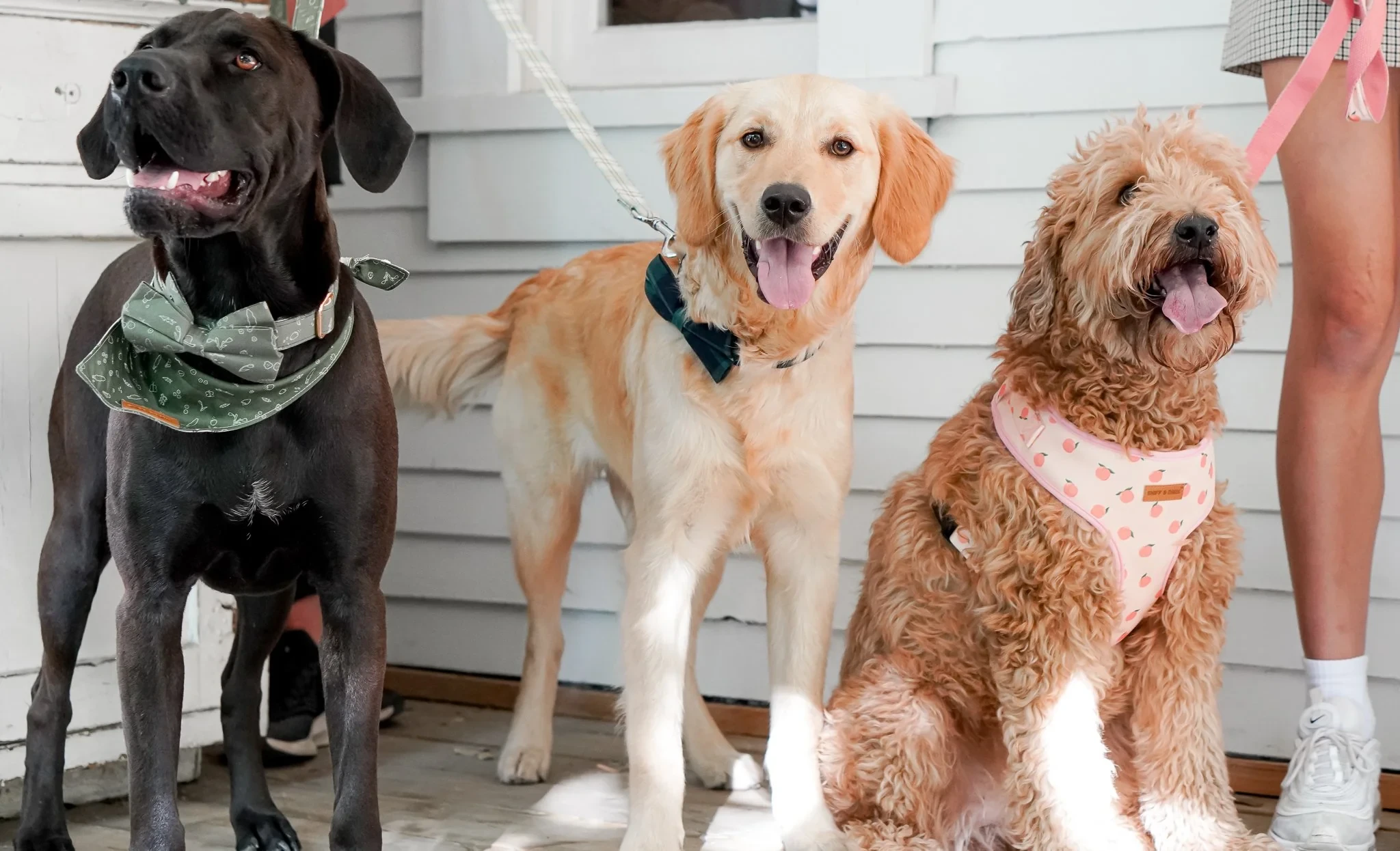 Sniff and Bark Promo Code — 20% off (ZEE) June 2026
